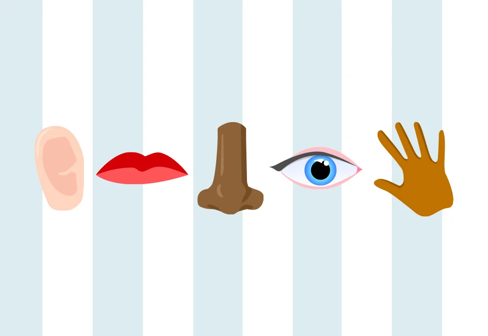 Blog Cover Illustration of the five senses