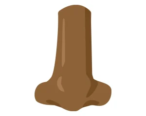 illustration of a nose