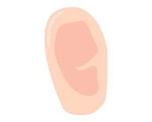 Illustration of an ear
